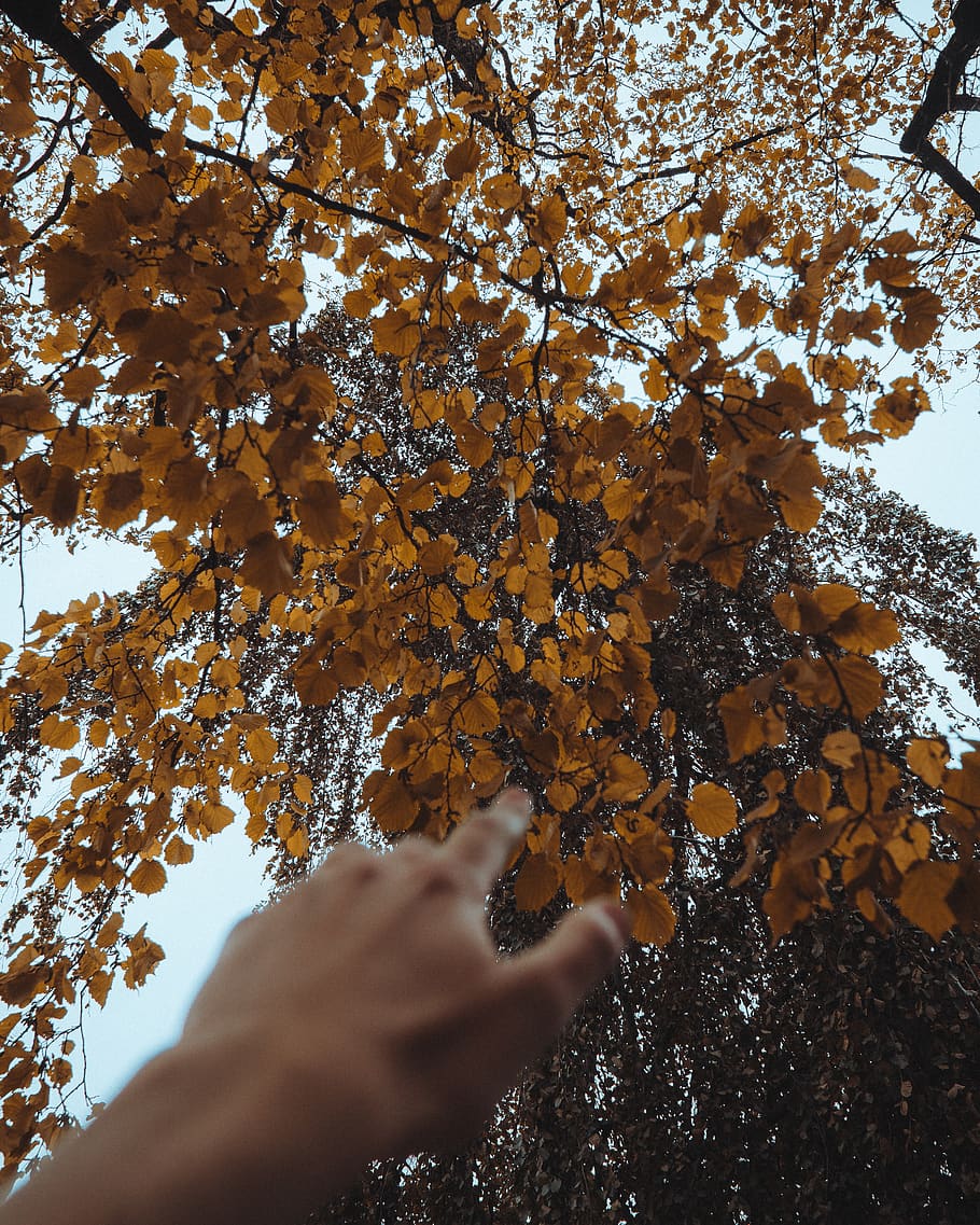 trees, autumn, human hand, plant, one person, change, real people HD wallpaper