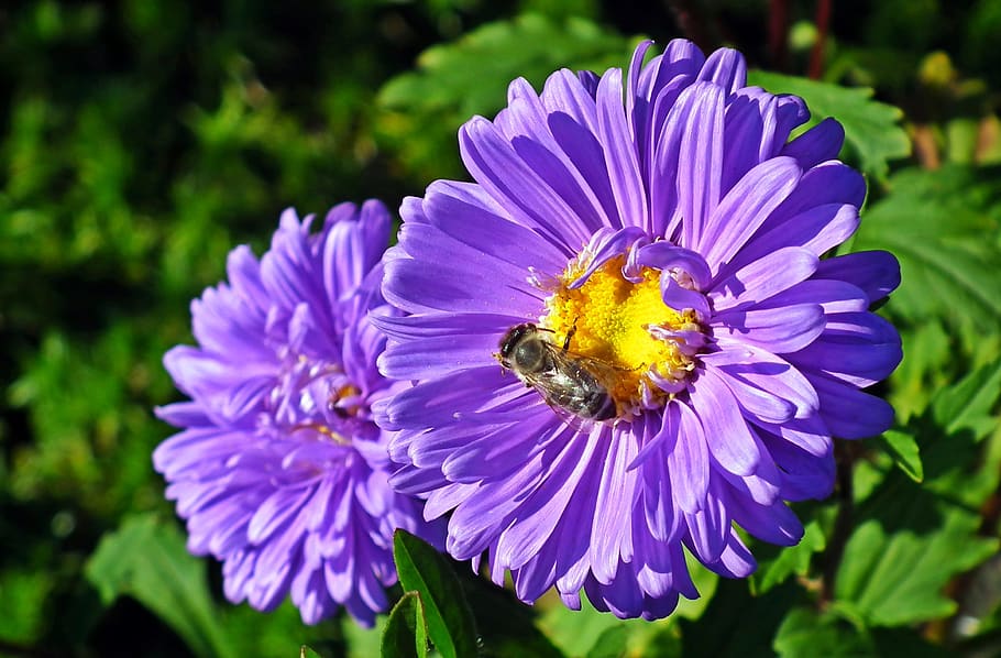 flower, aster, insect, bee, garden, figure, summer, macro, the petals, HD wallpaper