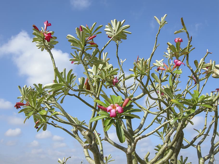 red petaled flower, plant, sprout, blossom, bud, tree, bush, vegetation HD wallpaper