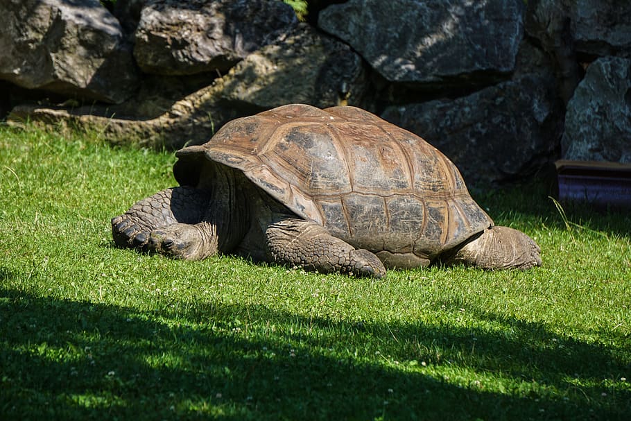giant tortoise, turtle, reptile, panzer, armored, zoo, creature, HD wallpaper