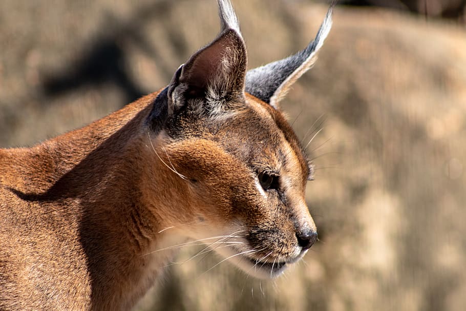 brown cat, animal, animal themes, animal wildlife, mammal, one animal HD wallpaper