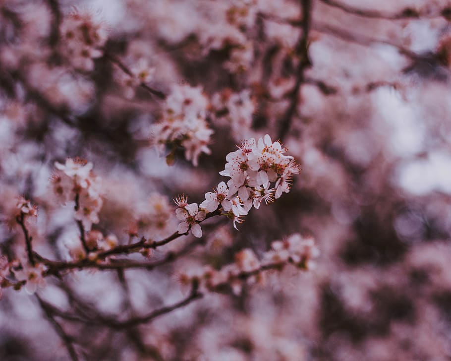 cherry blossom, flowering plant, tree, beauty in nature, fragility HD wallpaper