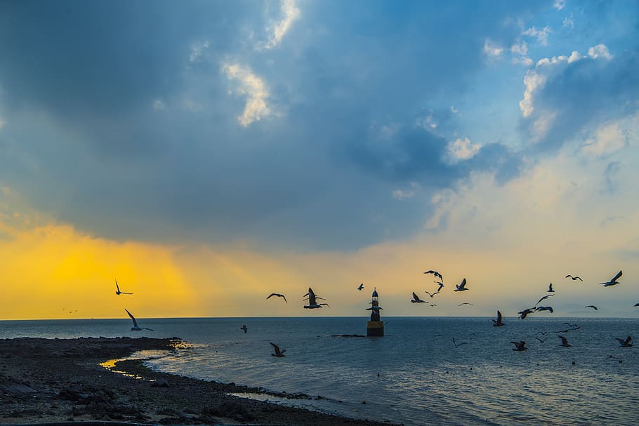 seagull, lighthouse, romantic, blue, sky, water, cloud - sky HD wallpaper