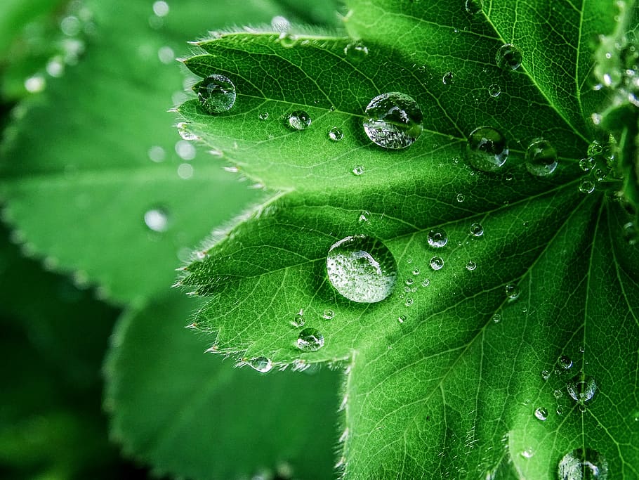 details, rain, spring, nature, forest, close-up, focus, drupple HD wallpaper