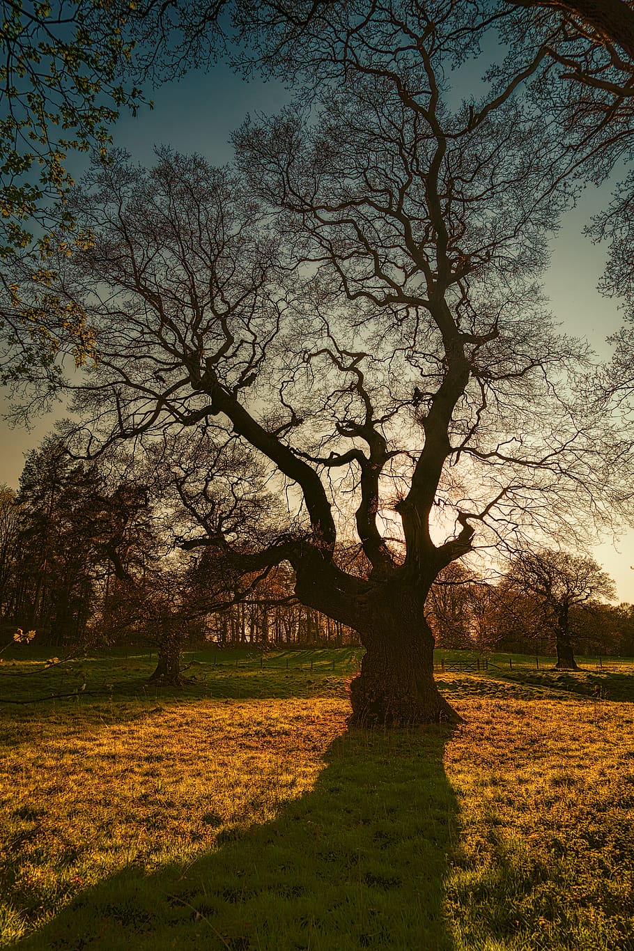 plant, tree, tree trunk, art, painting, grass, ground, sunlight HD wallpaper
