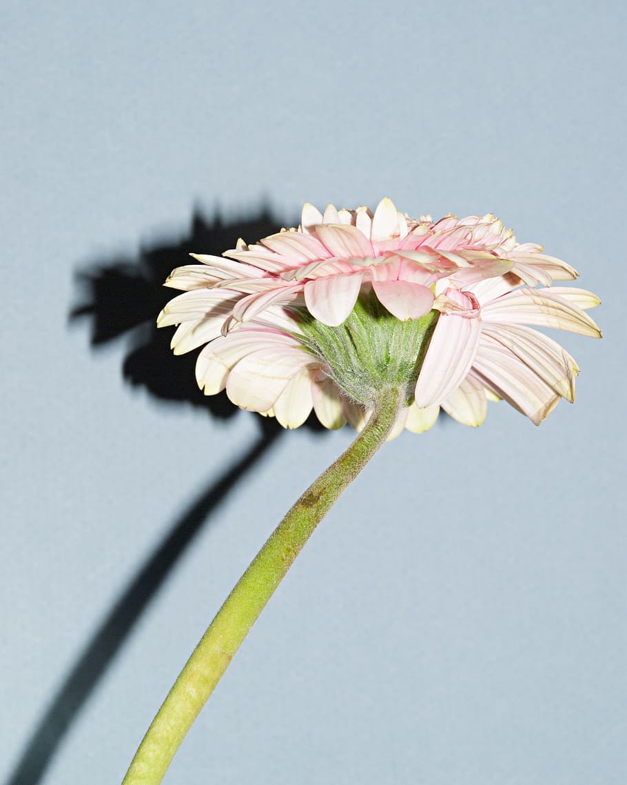 flower, stem, pink, shadow, curve, flowering plant, fragility HD wallpaper
