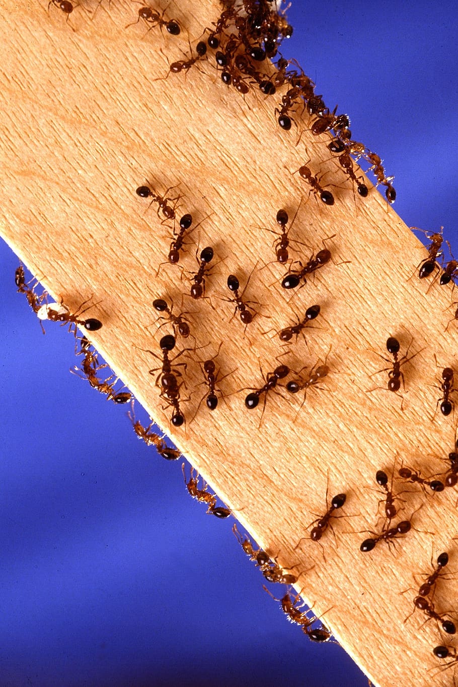 Colony of Ants on Wooden Plank, bark, bee, bite, bugs, close-up HD wallpaper