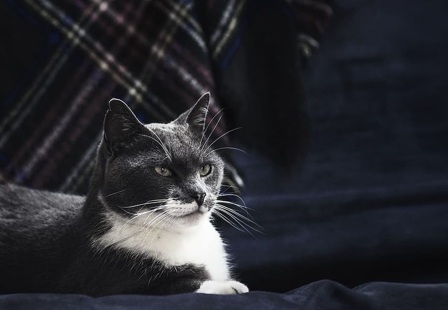Majestic Grey Cat Photo, Animals, Cats, Pets, domestic animals HD wallpaper