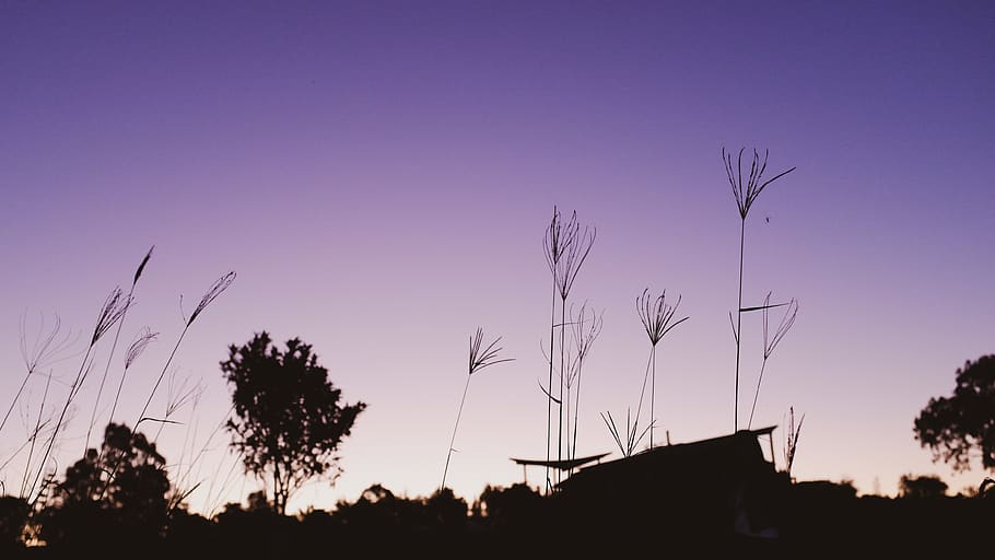 grass, plant, tree, lawn, nature, vegetation, sunset, dawn HD wallpaper