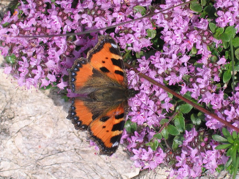 switzerland, lenk im simmental, fleurs, roche, papillon, butterfly, HD wallpaper