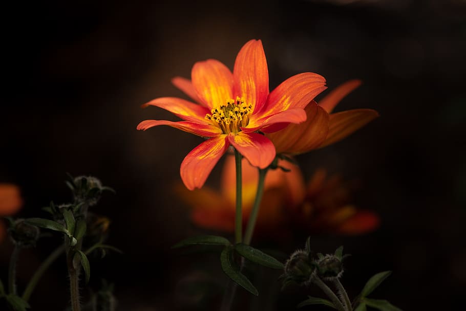 flower, orange, blossom, bloom, spring flower, nature, plant HD wallpaper
