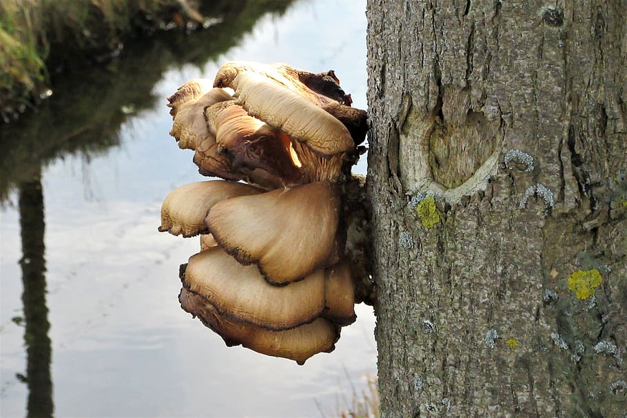 fungi, agaric, tree, ditch, tree trunk, water, landscape, grass HD wallpaper