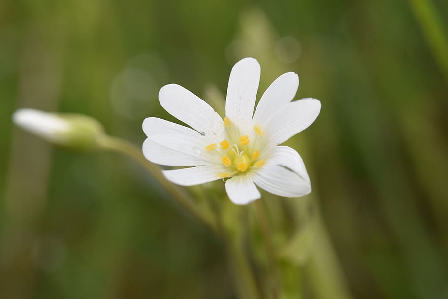 flower, white flower, white petals, button flower, garden, nature flower meadow, HD wallpaper