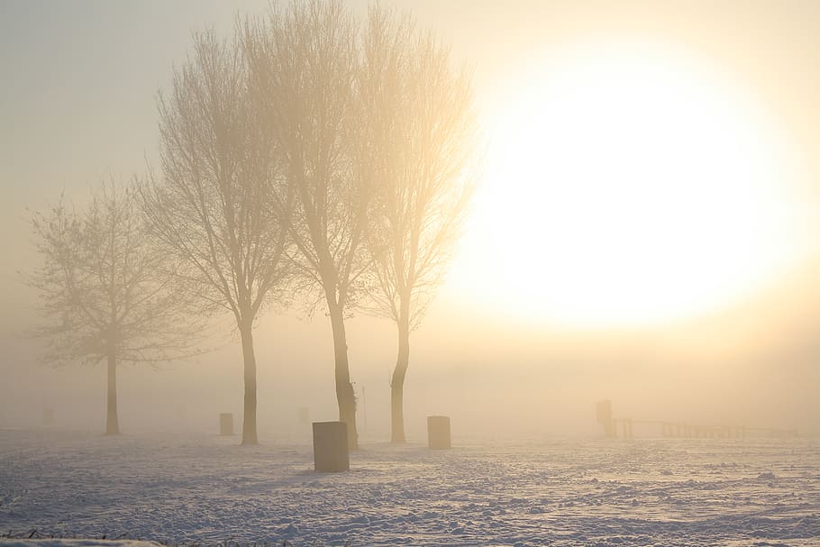 trees under sunrays, nature, weather, outdoors, fog, mist, light HD wallpaper