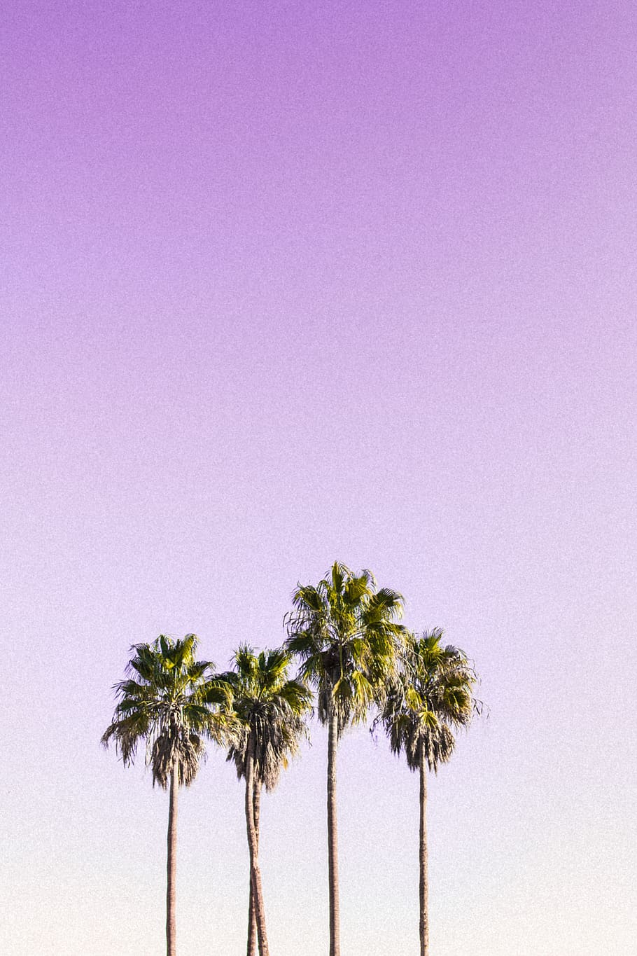Landscape Photography of Four Coconut Trees, background, backlit HD wallpaper