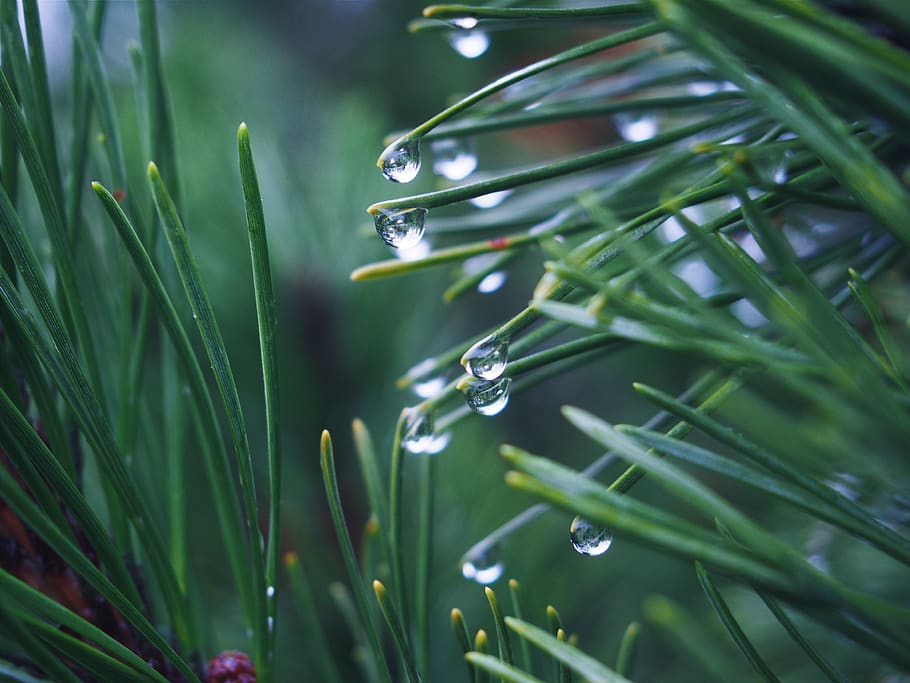 green, grass, plants, raining, rain drops, wet, nature, green color HD wallpaper