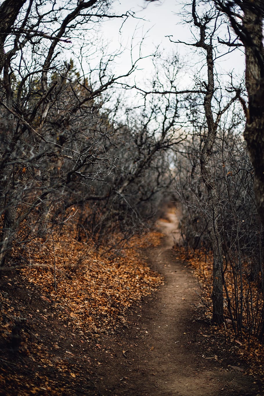 black leafless trees and pathway, forest, woodland, nature, outdoors HD wallpaper