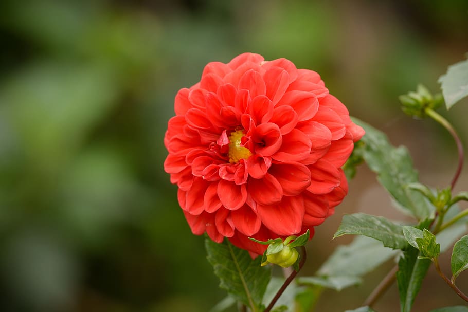 flower, red, nature, green, garden, petal, blossom, flowering plant HD wallpaper
