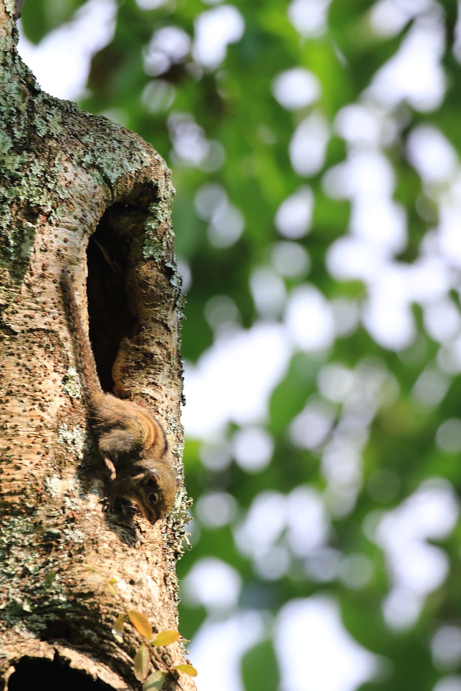 flower, winter, squirrel, taiwan, tree, tree trunk, animal themes HD wallpaper
