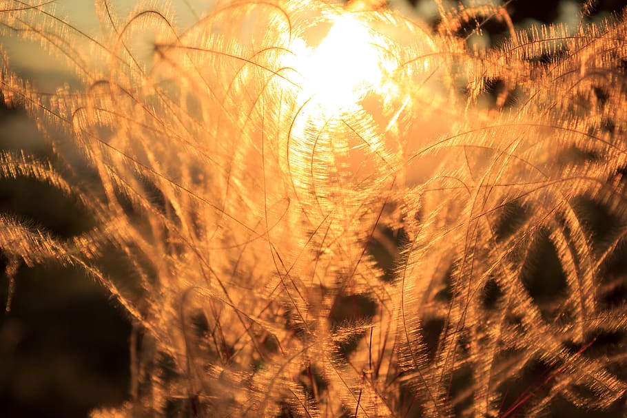 grass, abstract, close-up, sun, orange, nature, macro, bends HD wallpaper