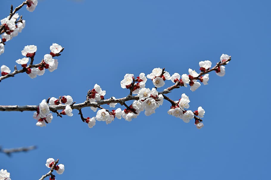 spring, cherry blossom, bloom, white flower, branch, blooms at HD wallpaper