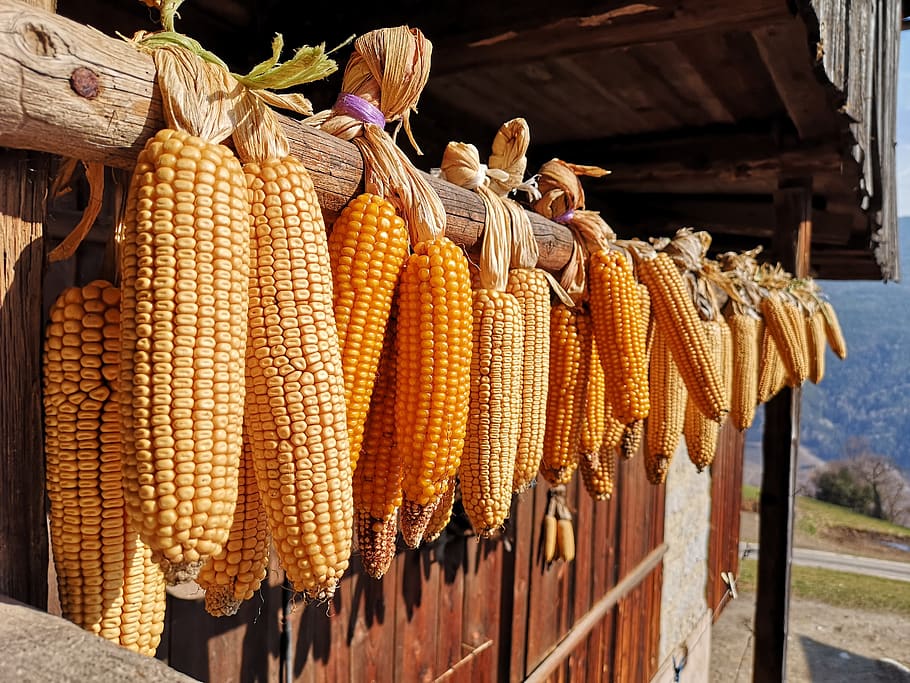 corn, vegetables, healthy, ornament, contadiono, decoration HD wallpaper