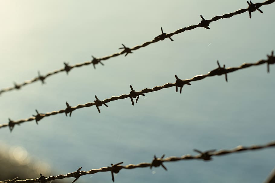 barbed wire, animal, bird, fence, rust, lcd screen, display HD wallpaper