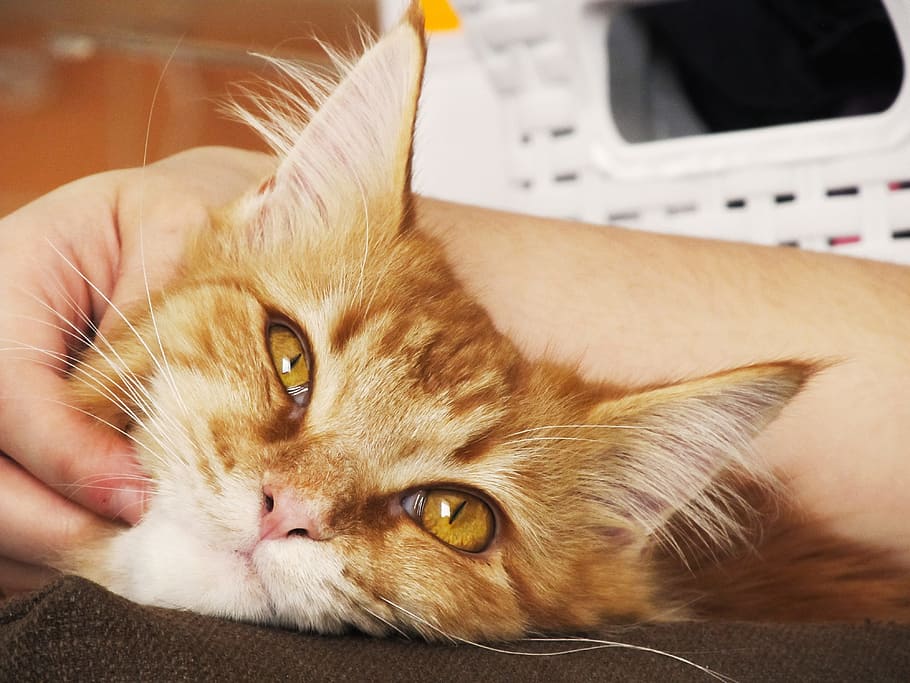 Person Holding Orange Tabby Cat, adorable, animal, cute, domestic animal HD wallpaper