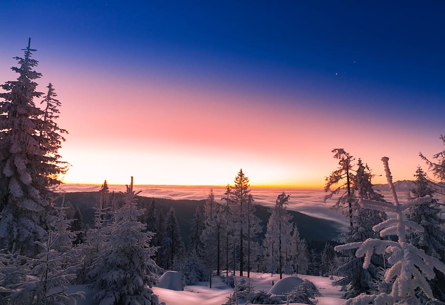 sunrise, winter, snow, sky, landscape, tree, plant, beauty in nature HD wallpaper