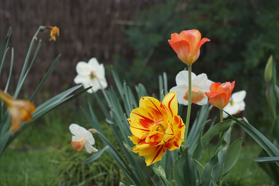 flowers, spring, colors, joy, summer, beauty, garden, petals HD wallpaper