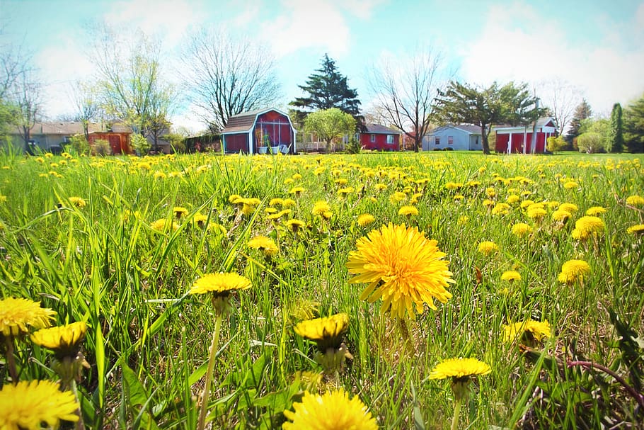 dandelions, yellow, field, spring, nature, grass, meadow, season HD wallpaper