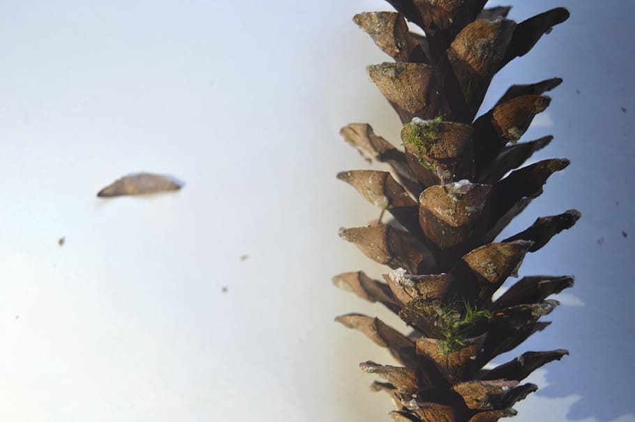 cone, pine cone, wood, tree, nature, natural, conifer, shadow HD wallpaper