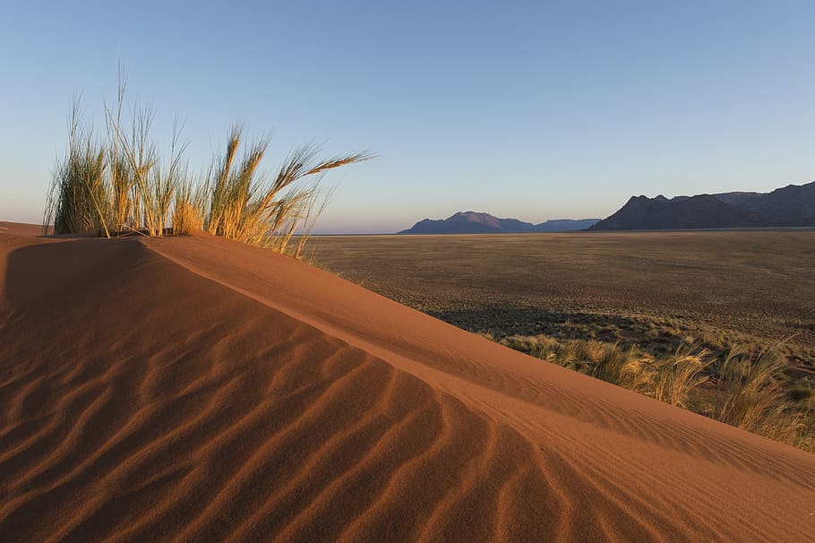 desert, namibia, grass, sand, dunes, dry, sandy, namib desert, HD wallpaper
