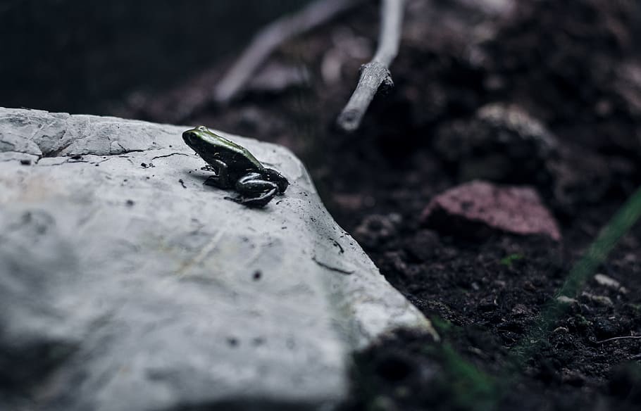 frog, black, rock, nature, selective focus, animal themes, one animal HD wallpaper