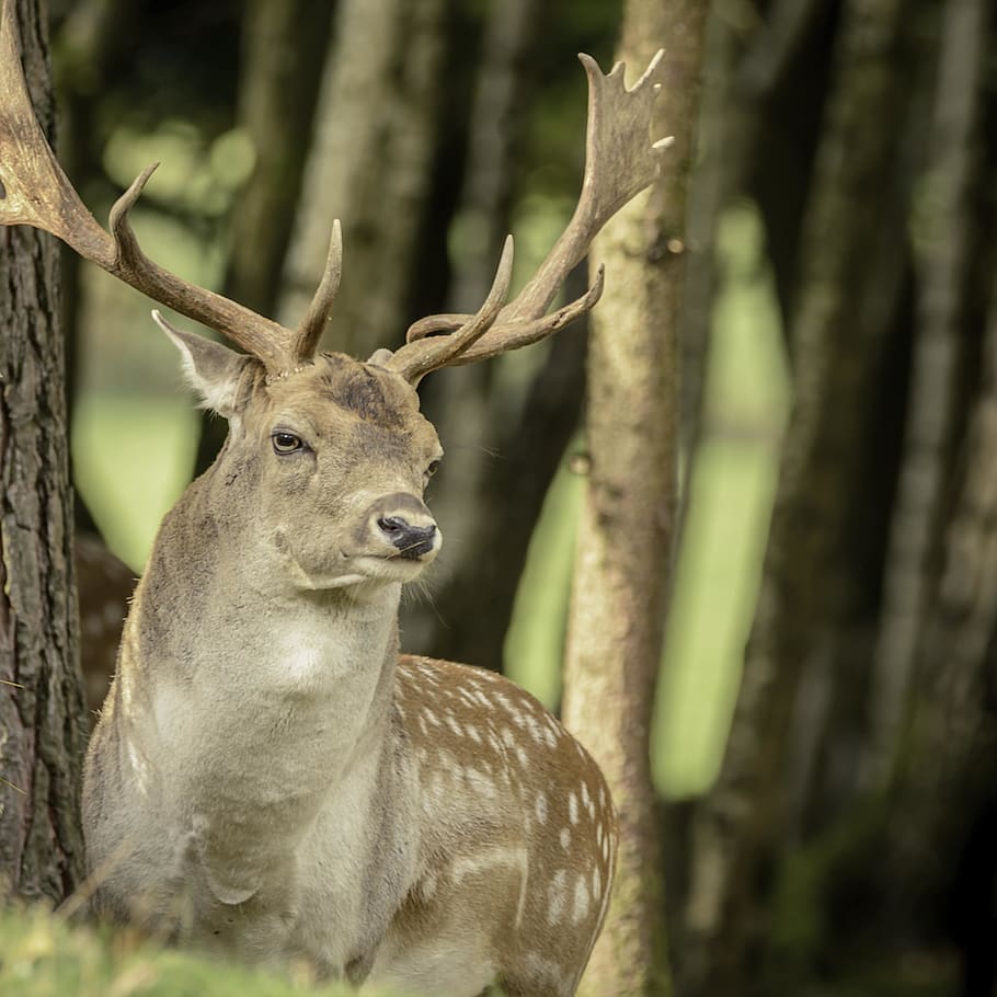 brown deer near trees, animal, mammal, wildlife, antelope, antler HD wallpaper