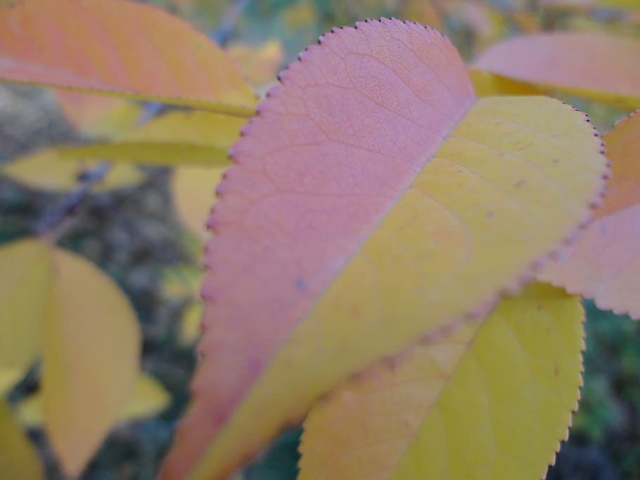 color, leaves, autumn, yellow, nature, season, garden, close-up HD wallpaper