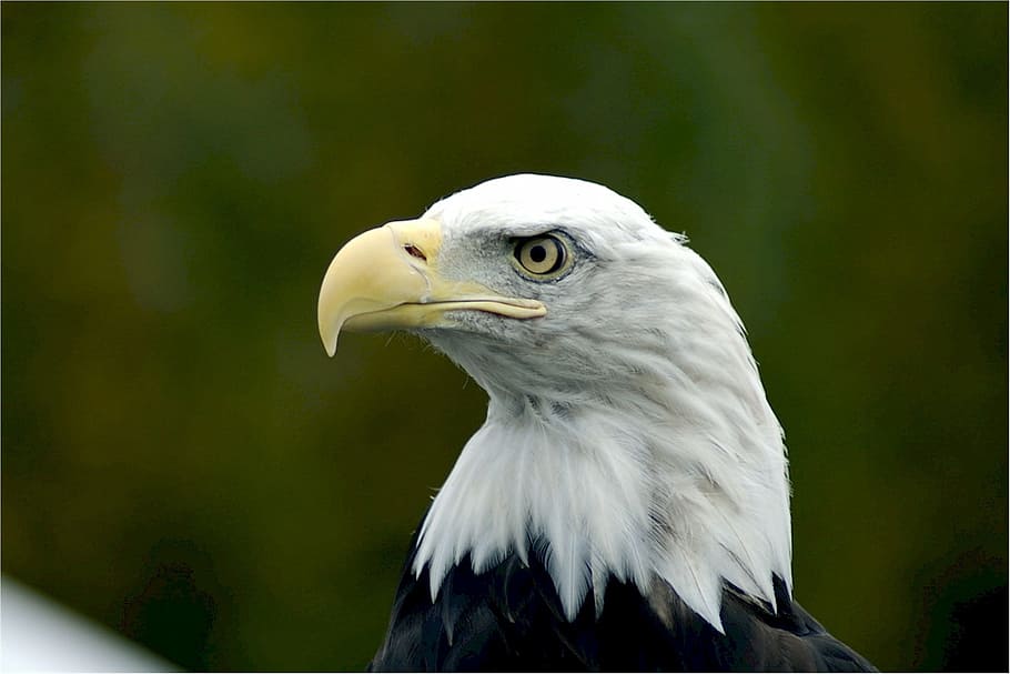 eagle, flying, bird, hawk, animal, sharp, animal themes, animals in the wild HD wallpaper