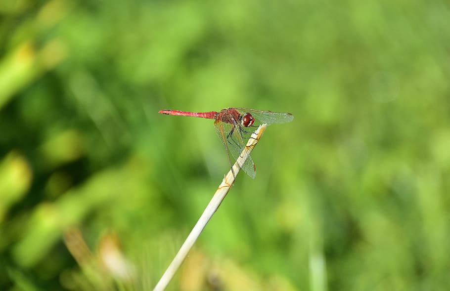 dragonfly, insect, insects, wings, animals, beautiful, one animal HD wallpaper