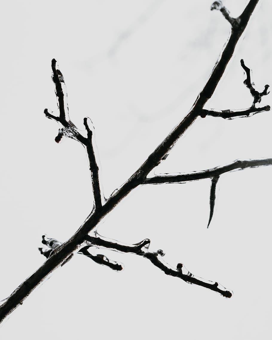 black tree stem, plant, branch, no people, sky, nature, twig HD wallpaper