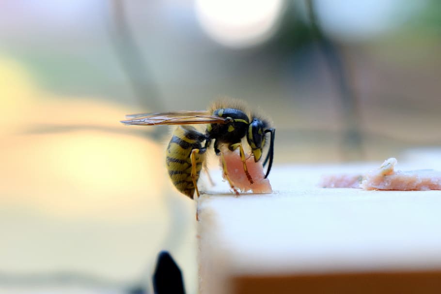 insect, wasp, prey, hunter, hunger, meat, yellow black, wing HD wallpaper