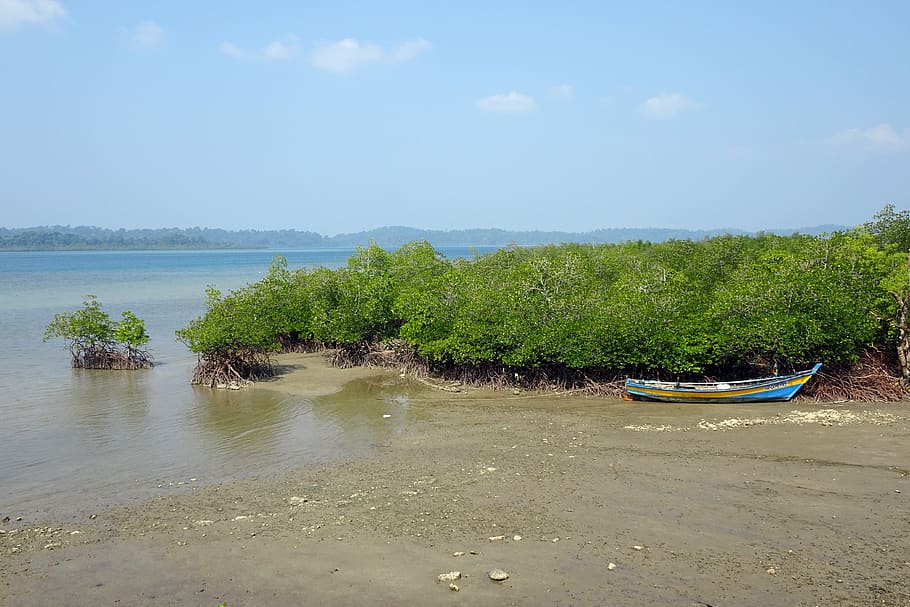 sea, coast, mangroves, nature, tropical, seascape, andaman, HD wallpaper