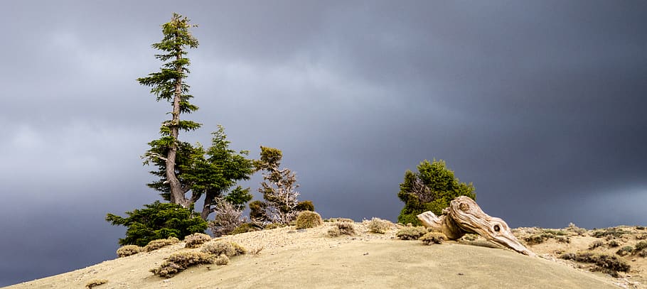 morocco, midelt, thunderstorm, dune, tree, grey, green, weather HD wallpaper