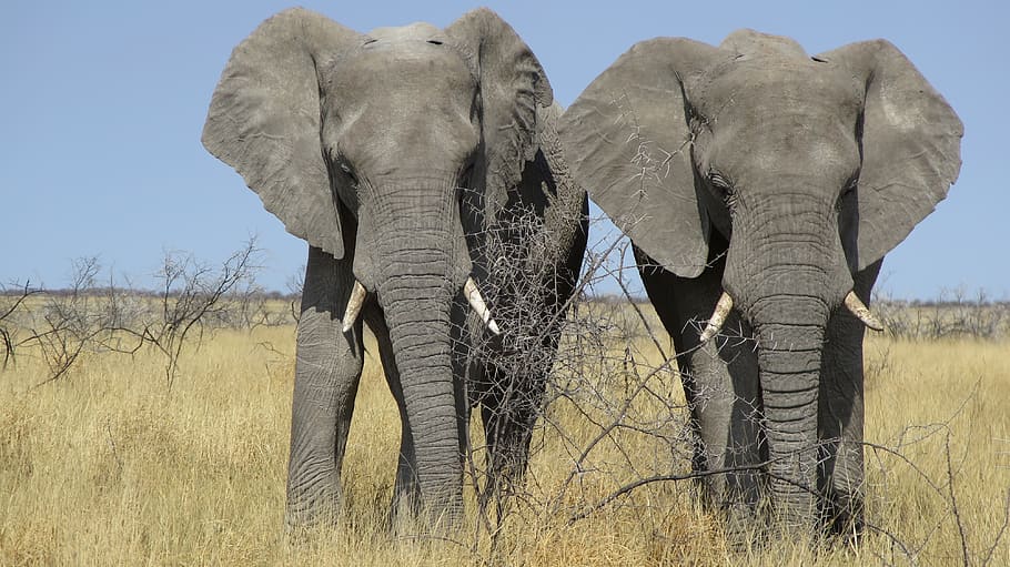 africa, elephant, namibia, proboscis, heiss, national park HD wallpaper