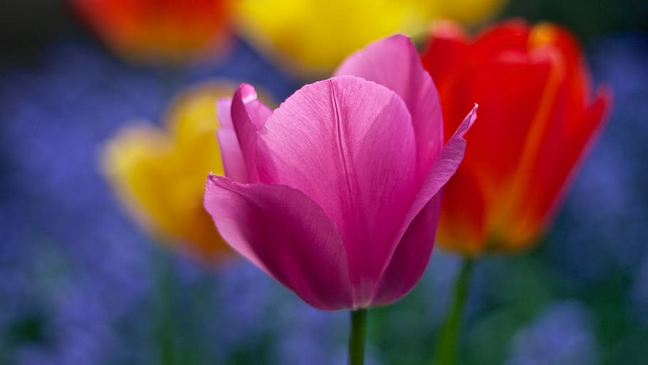 Pink Flower Photography, bloom, blooming, blossom, blur, bright HD wallpaper