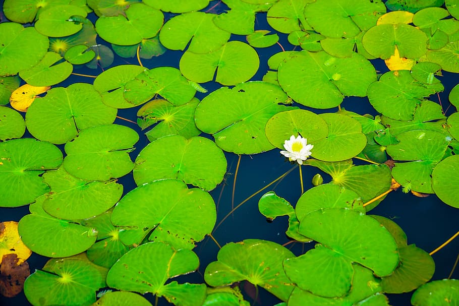 flowers, pool, nature, plants, green, white, beautiful, tabitha HD wallpaper