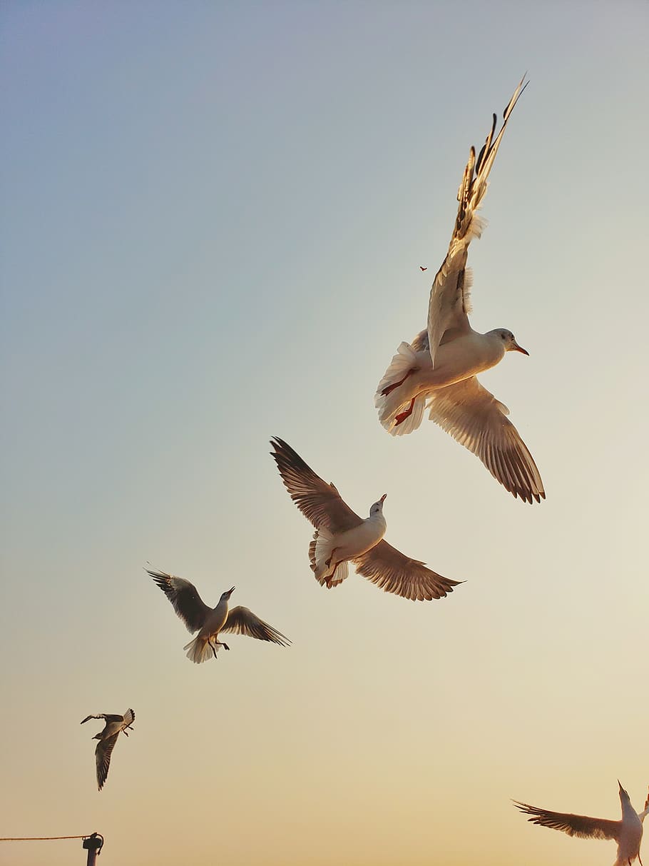 low angle photography of flock of flying gulls during daytime, HD wallpaper