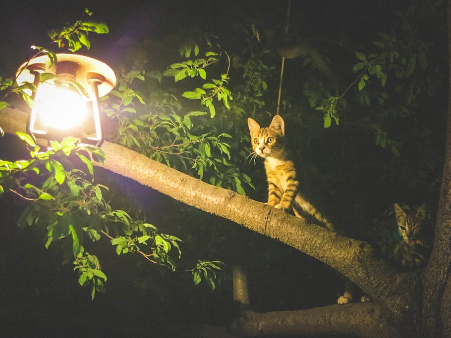 cats, animals, light, bulb, tree, leaves, branches, night, dark HD wallpaper