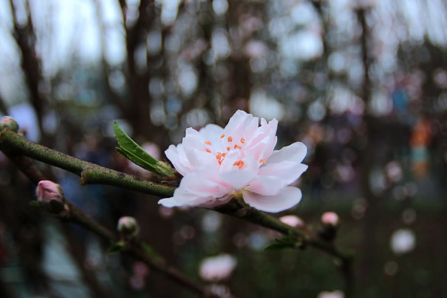macau, flowers, plant, flowering plant, fragility, growth, freshness HD wallpaper