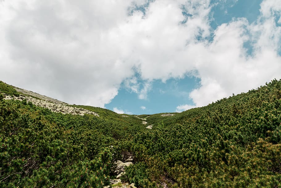 The forest and blue sky background scenery, cloud - sky, plant HD wallpaper