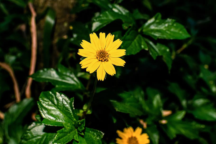 yellow, flower, grass, spring, background, summer, field, green HD wallpaper